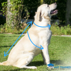 Arrows for how to measure a dog for a coat