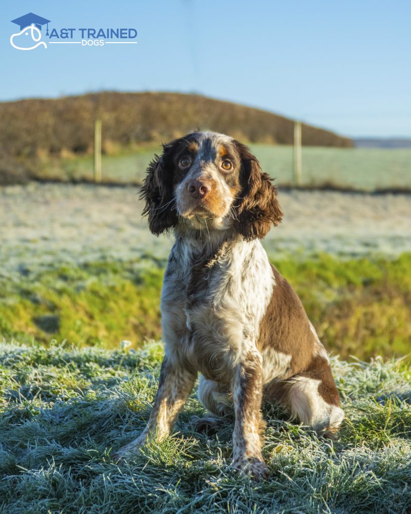 Boss - A&T Trained Dogs