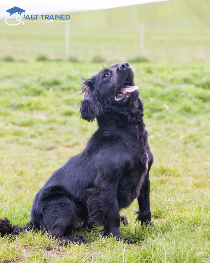 Judy - A&T Trained Dogs