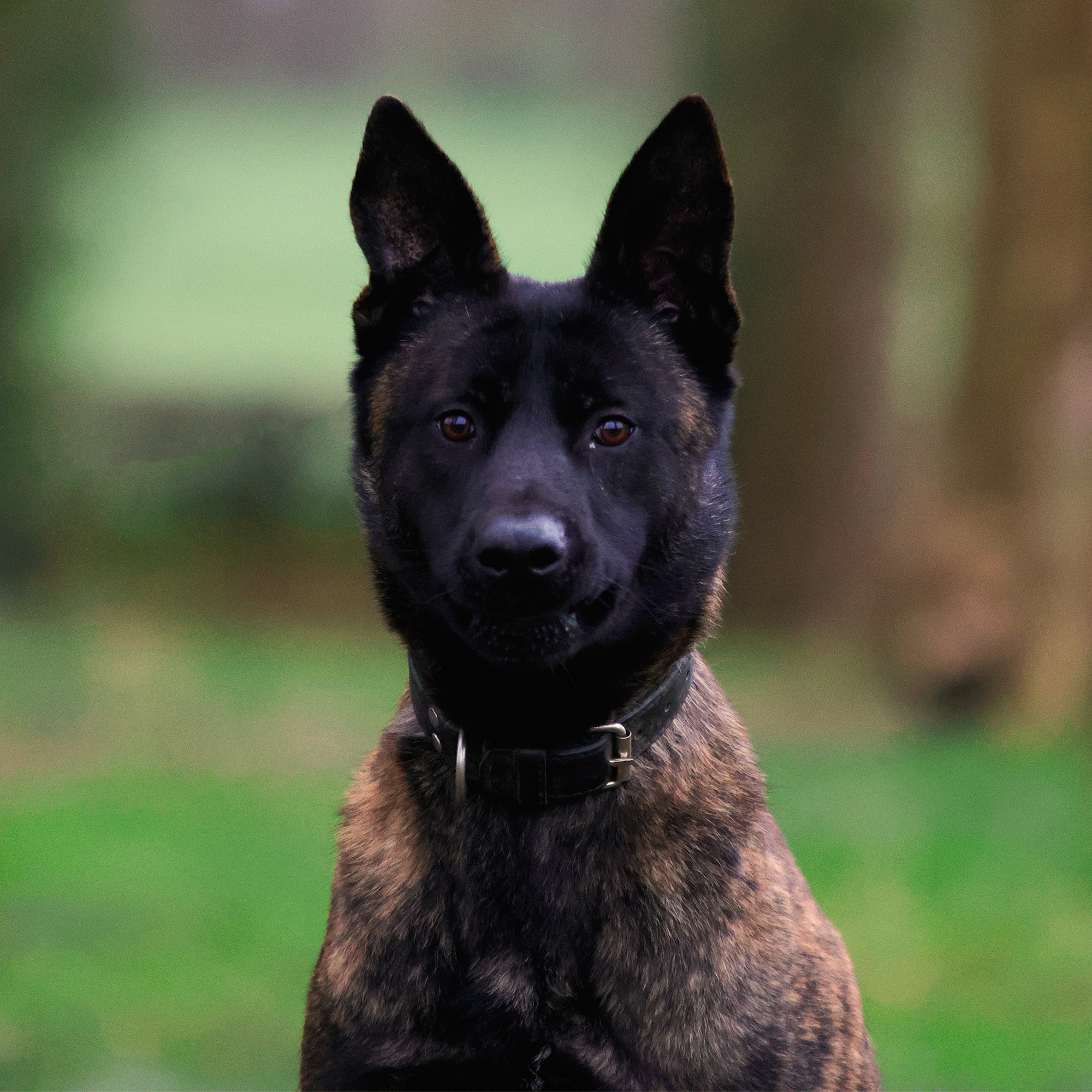 A&T Trained Dogs Max (Headshot)