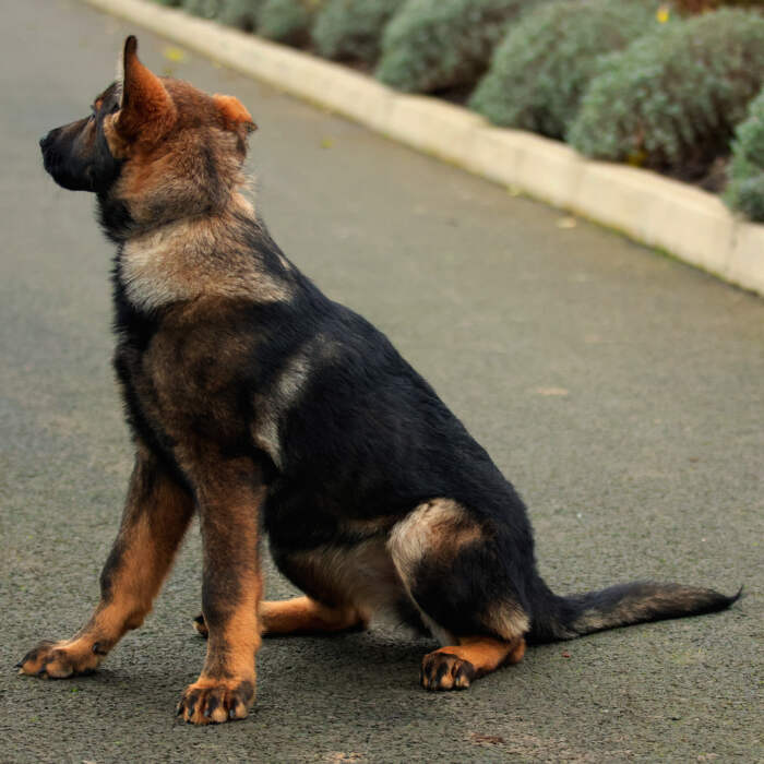 A&T Trained Dogs Rebel (Side)