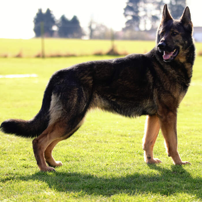 A&T Trained Dogs Gama (Side)