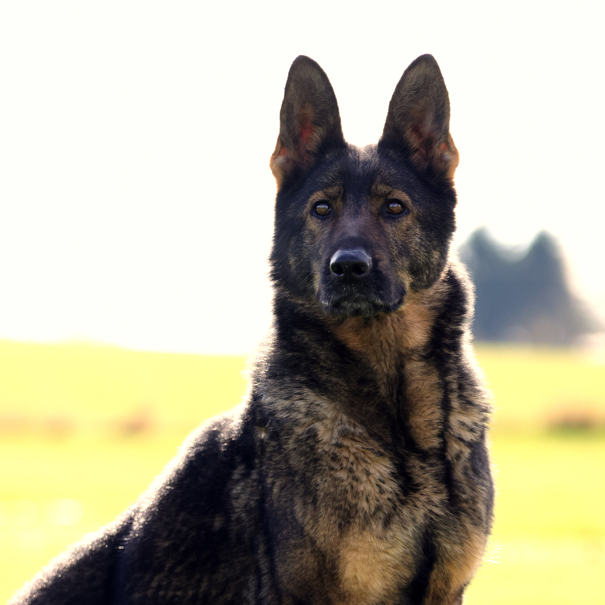 A&T Trained Dogs Gama (headshot)2