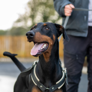 A&T Trained Dog member of staff holding a Dobermann on a lead, sticking it's tongue out