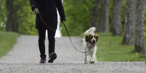 Asian Chinese Kennel Assistant playing with dogs at dog daycare assess-behaviour-of-trained-dogs