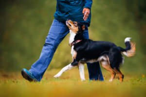 How To Teach A Dog No fully-trained-dog