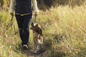Resource Guarding trained-dog-maintenance-and-lifestyle-needs