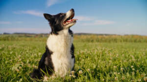 Resource Guarding trained-dogs