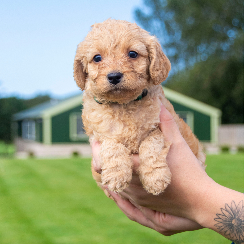 Small curly-haired puppy being held outdoors